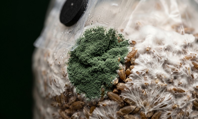 Trichoderma Green Mould