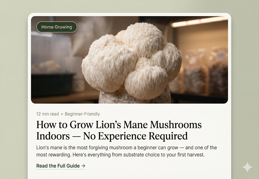 Lion's mane mushroom in full bloom