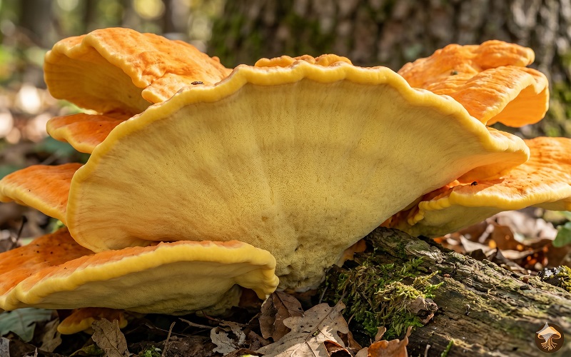 hotograph showing the underside of a chicken of the woodsbracket โ the distinctive pale yellow pore surface (not gills) is clearly visible. The smooth, spongy pore surface contrasts sharply with the bright orange upper surface visible at the top of the frame. Chicken of the woods identification