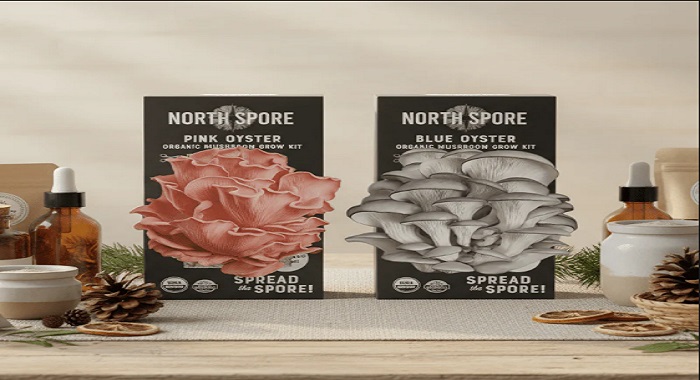 North Spore Pearl Oyster Spray and Grow Kit showing successful fruiting