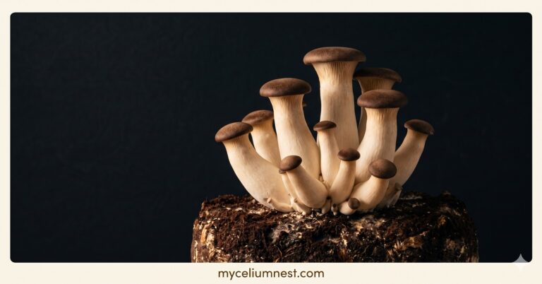 how to grow king oyster mushrooms